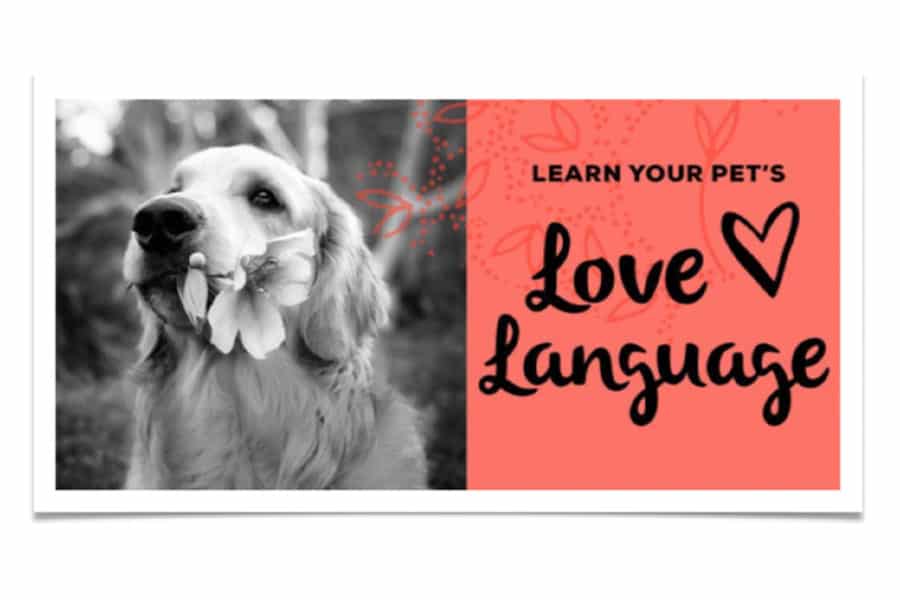 Learn your dog’s love language