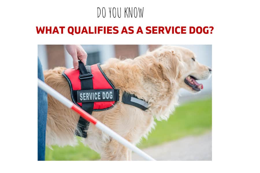 What qualifies as a Service Dog?